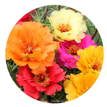 Top quality Bulk Garden flower Moss Rose Seeds